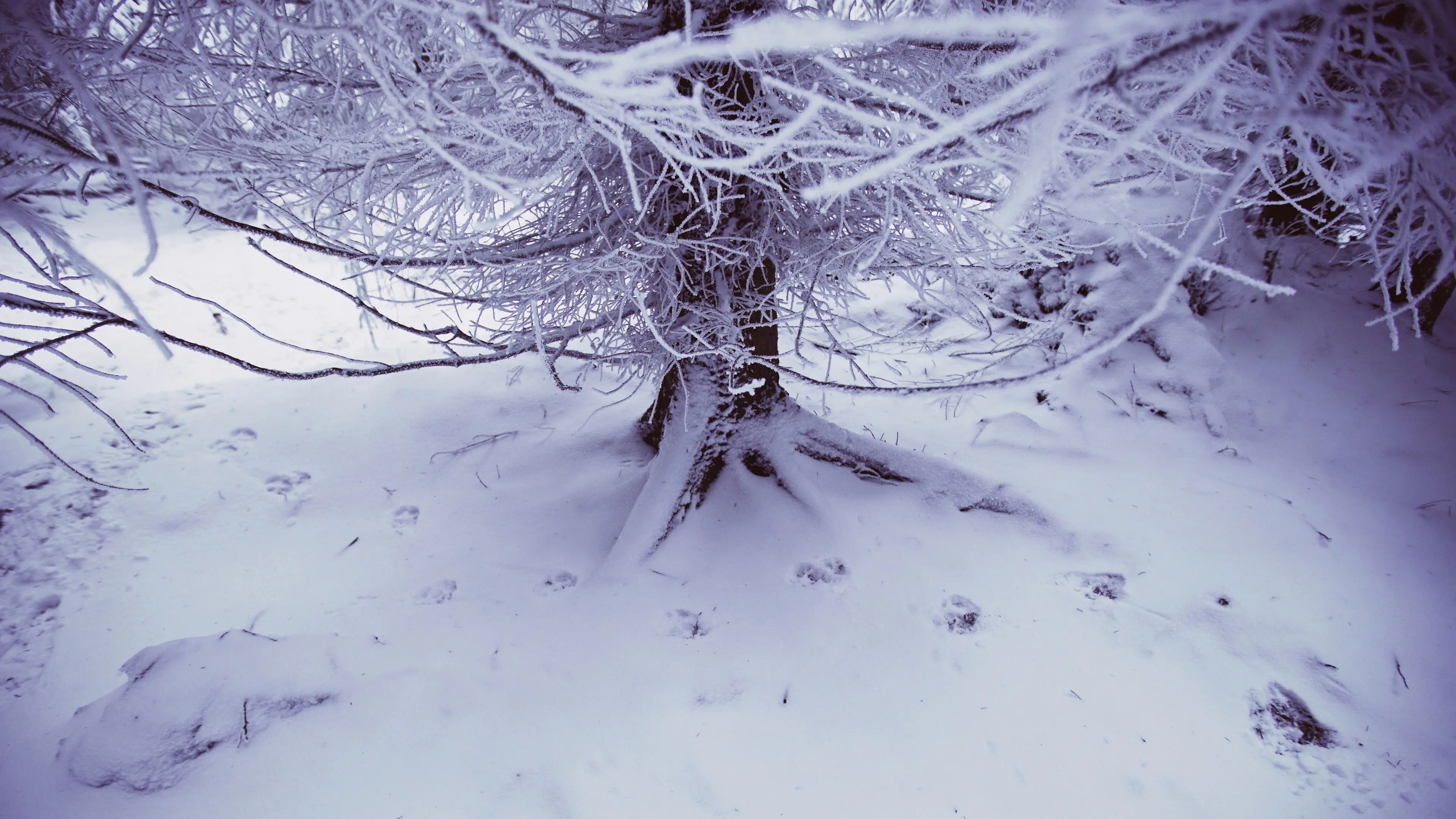 Wolves at the Borders backdrop