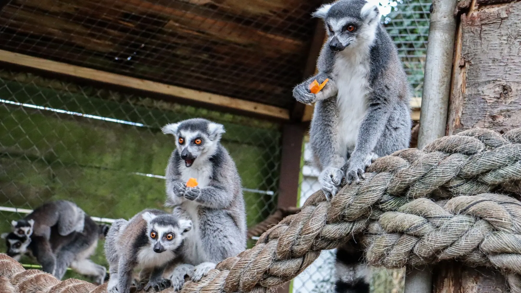 Knockhatch Animal Conservation: A Short Documentary backdrop