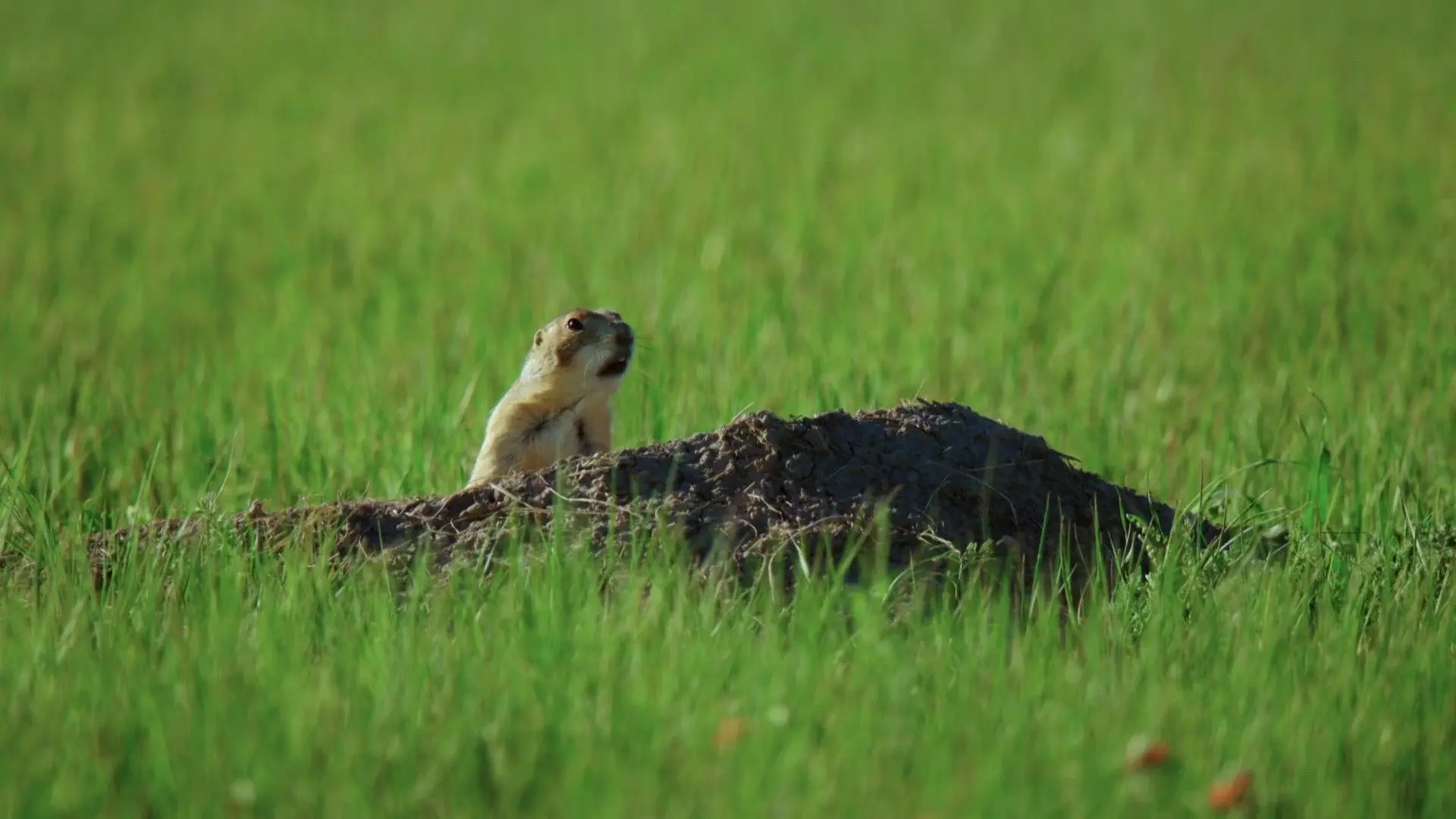 A Prairie Dog's Life backdrop
