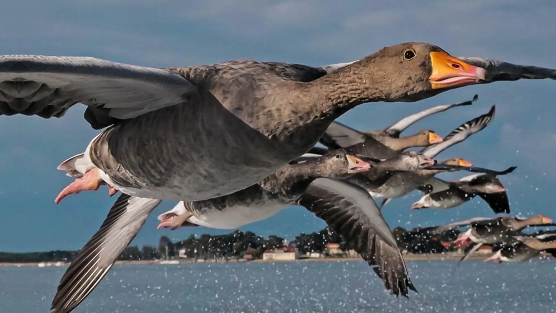 The Secret Routes of Migratory Birds backdrop