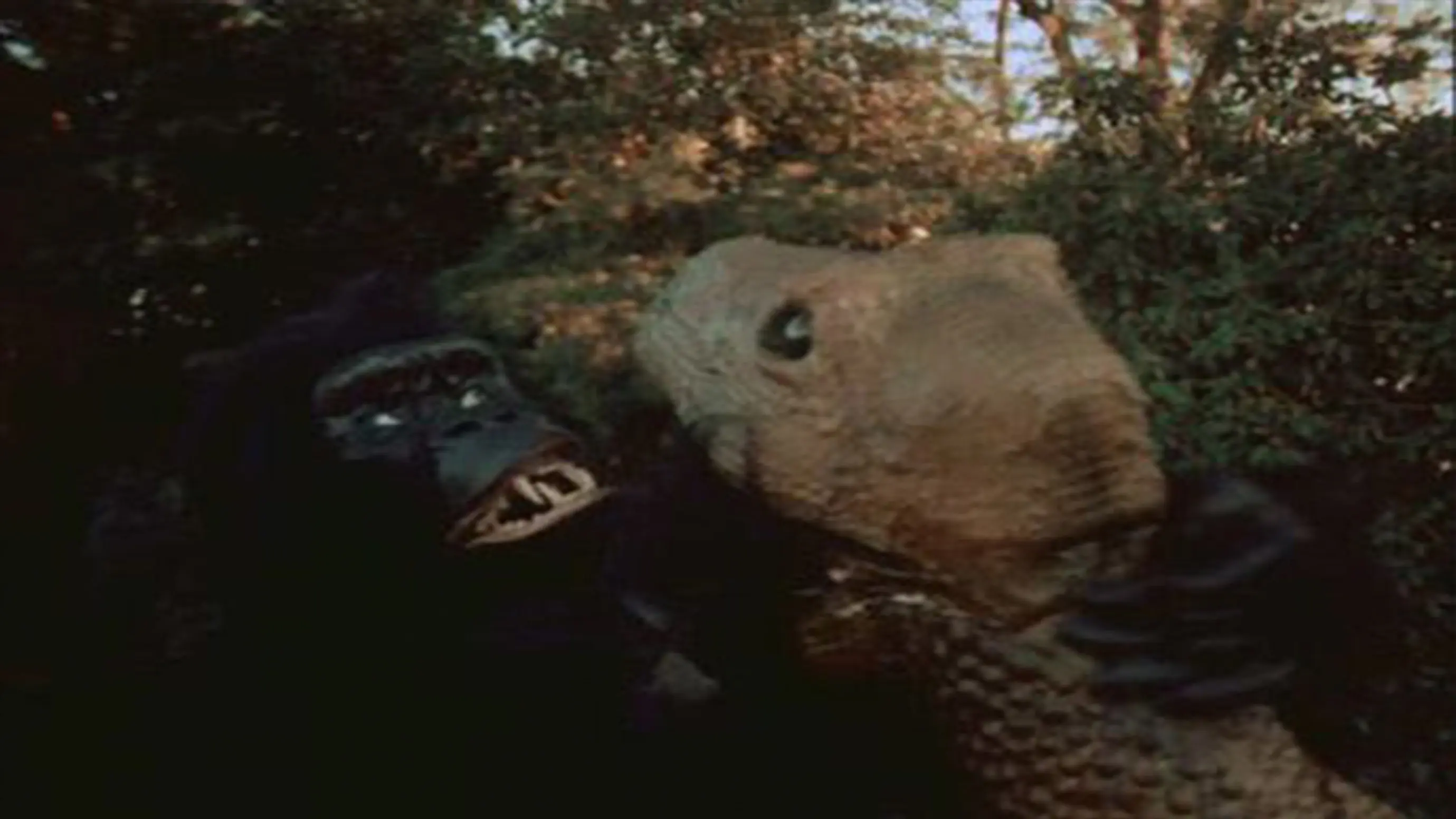 The Mighty Gorga backdrop