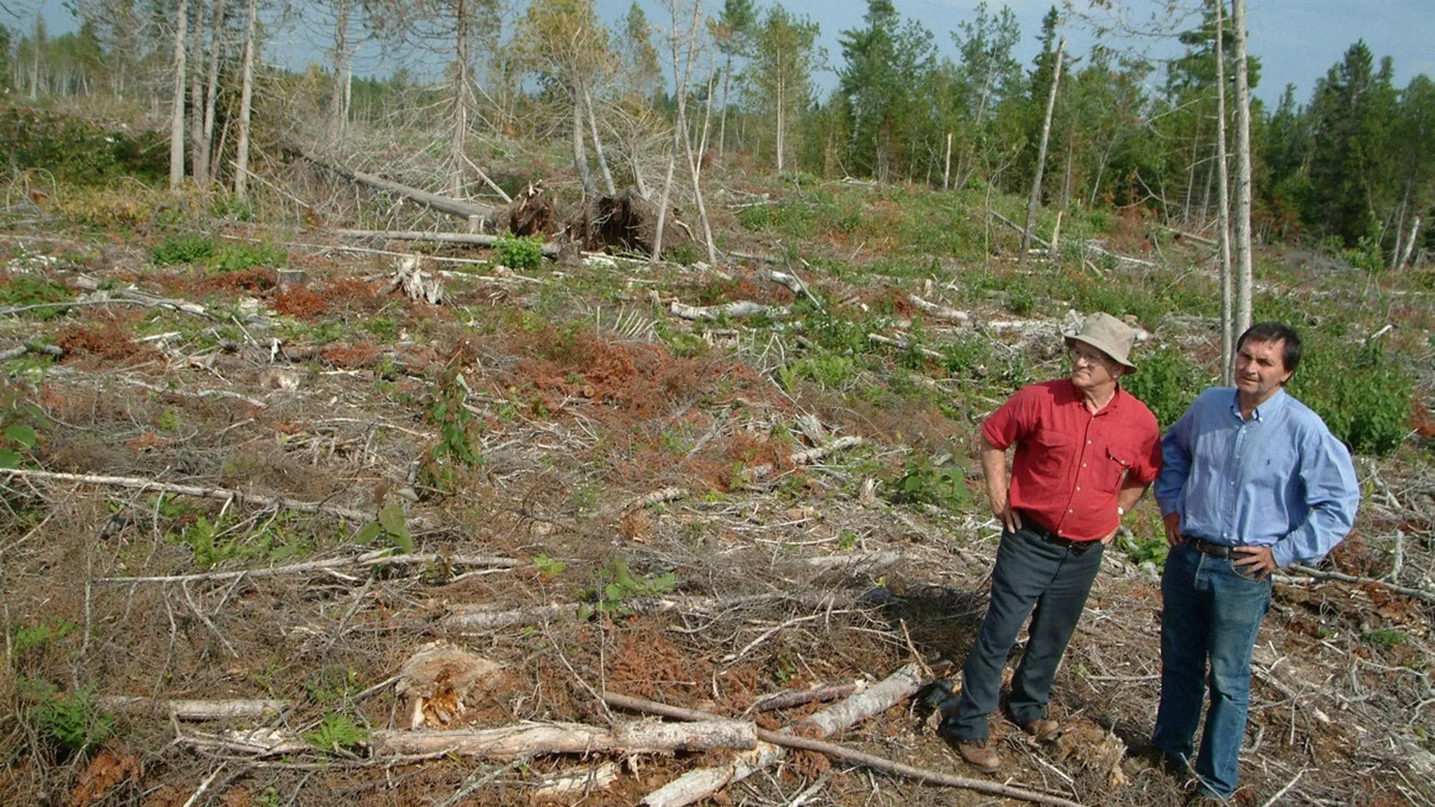 Forbidden Forest backdrop