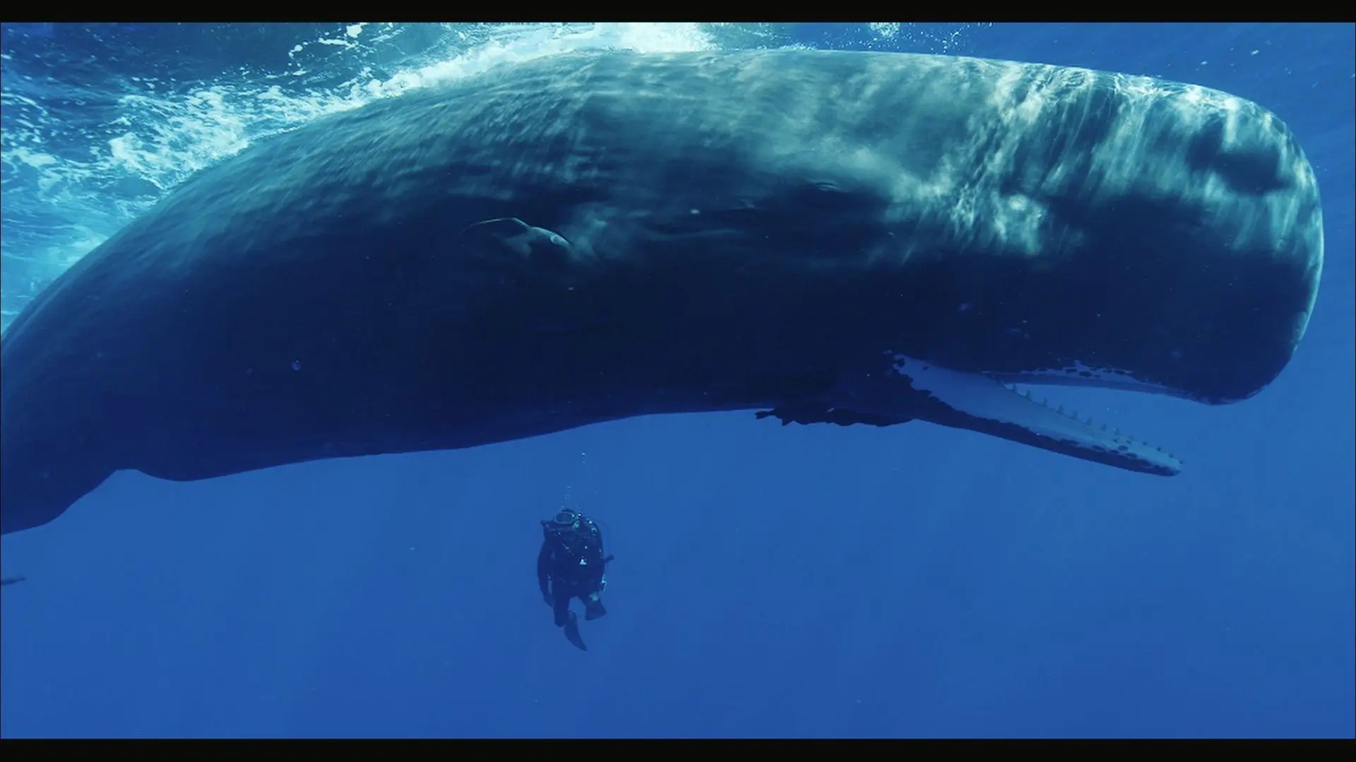 Cachalots, une histoire de famille backdrop