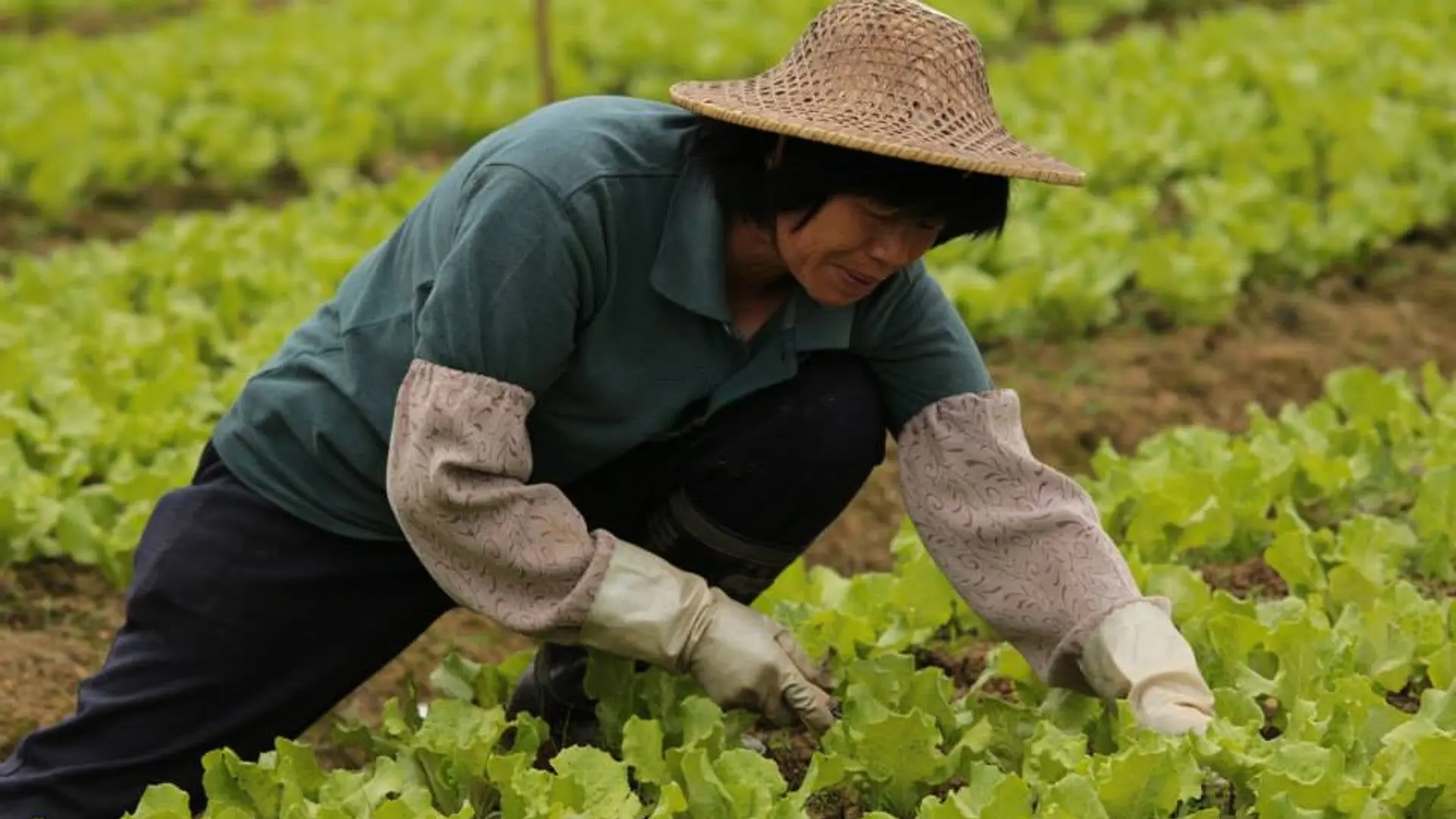 Open Road After Harvest backdrop