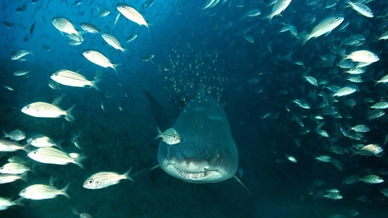 Deep Sea 3D backdrop