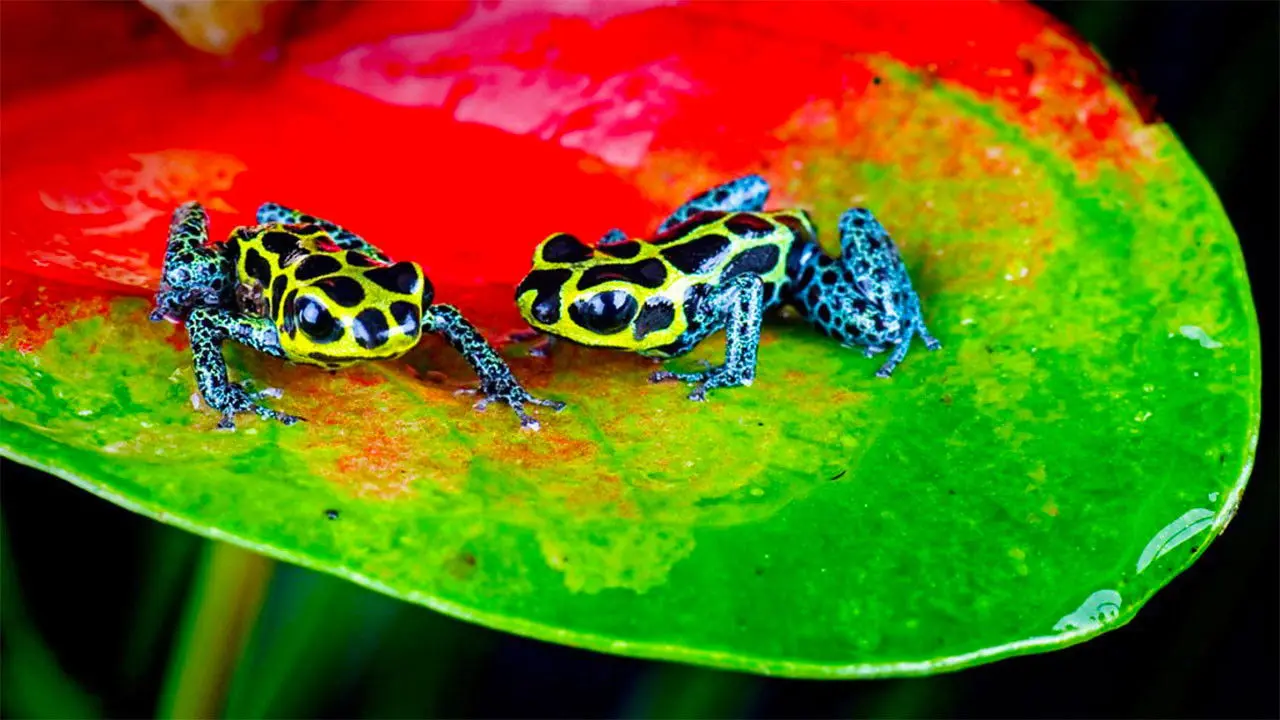 Nature's Microworlds backdrop