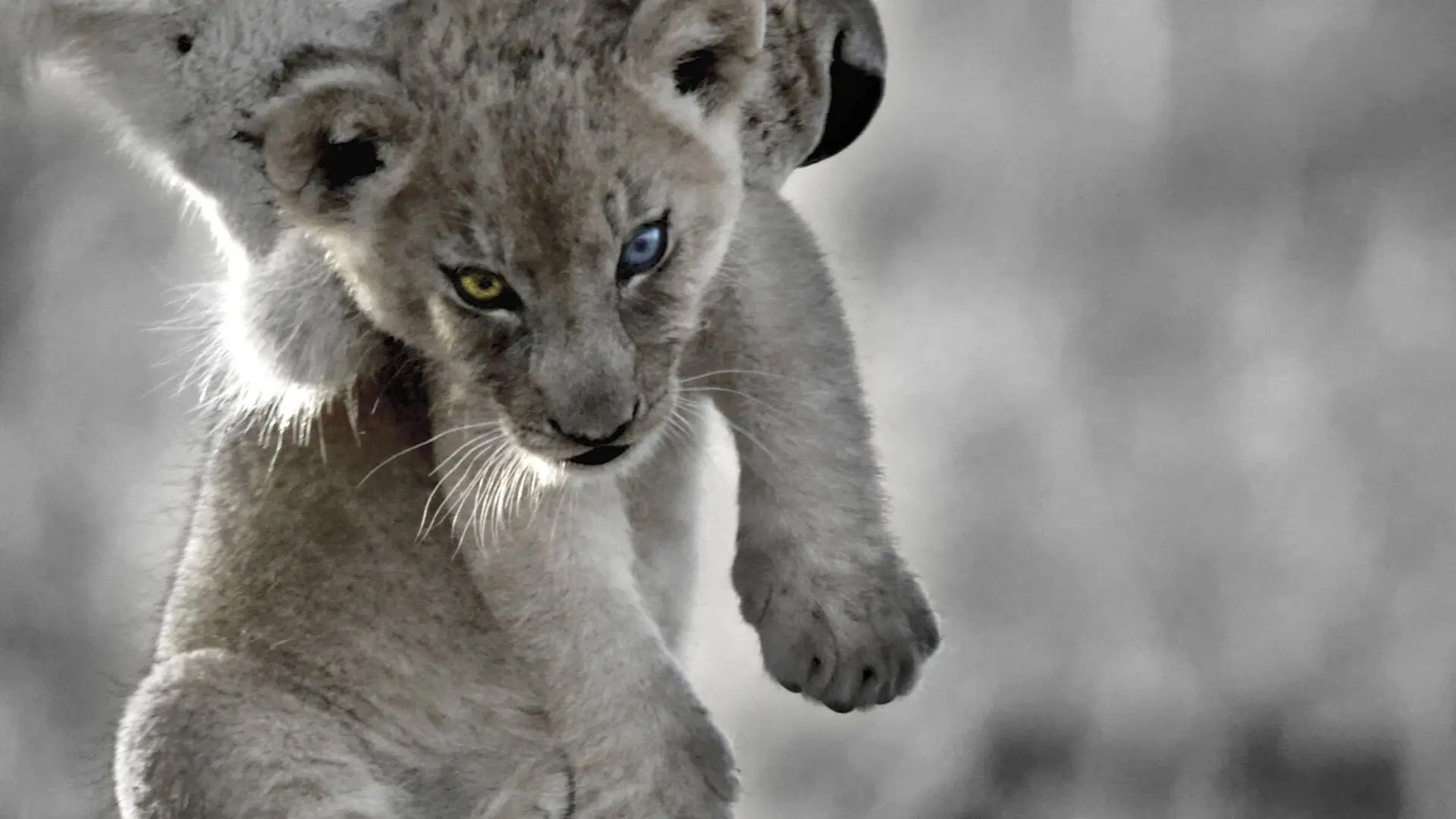 The Bastard King backdrop