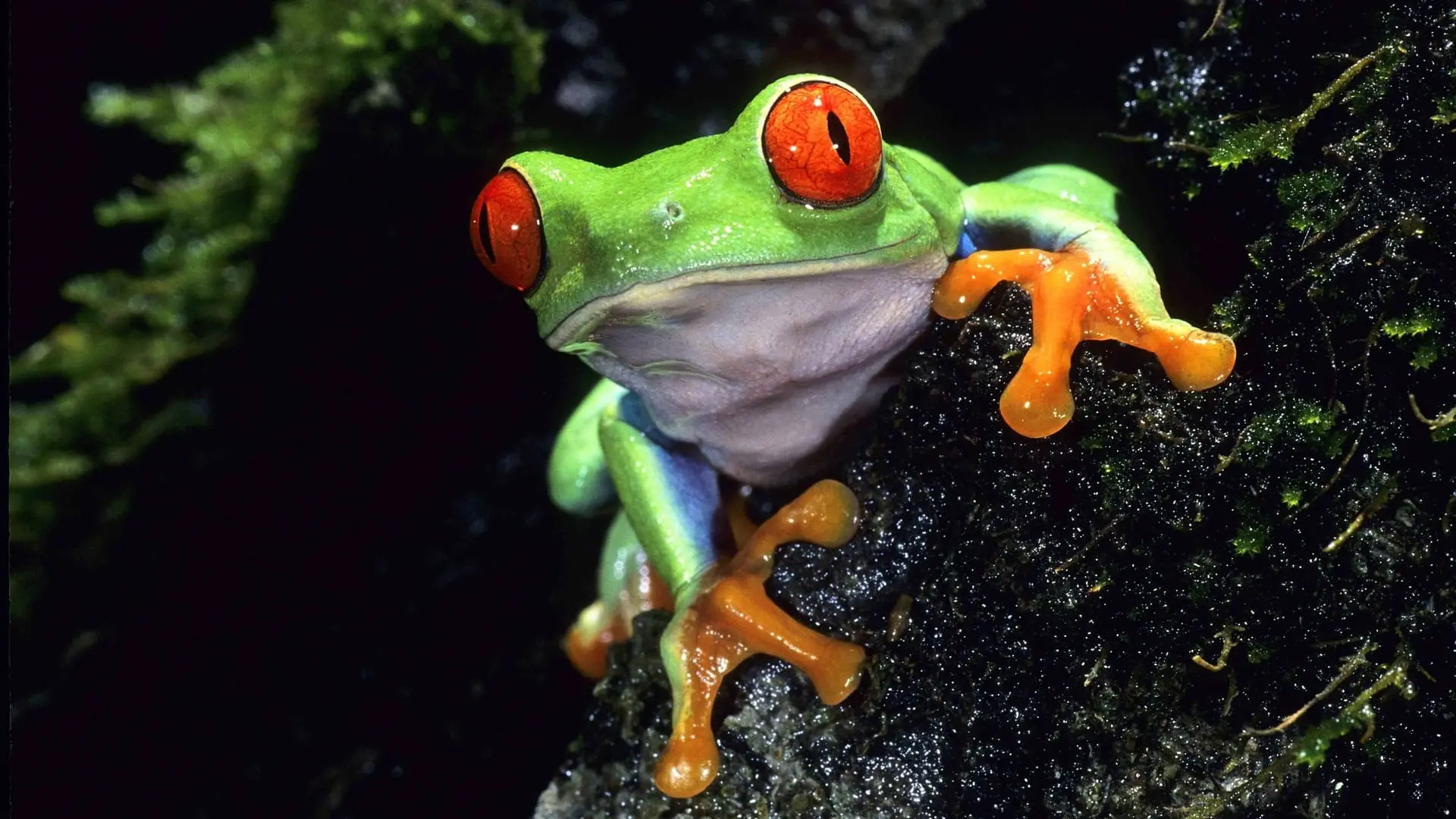 Life on Earth backdrop
