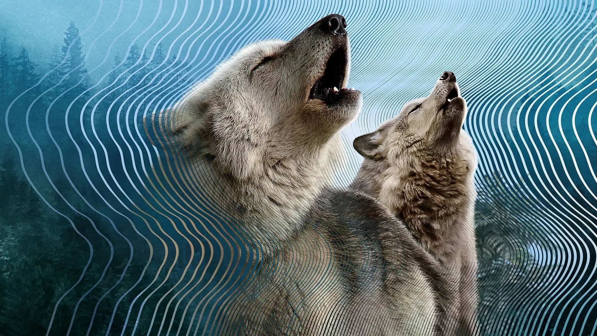 Secret World of Sound backdrop