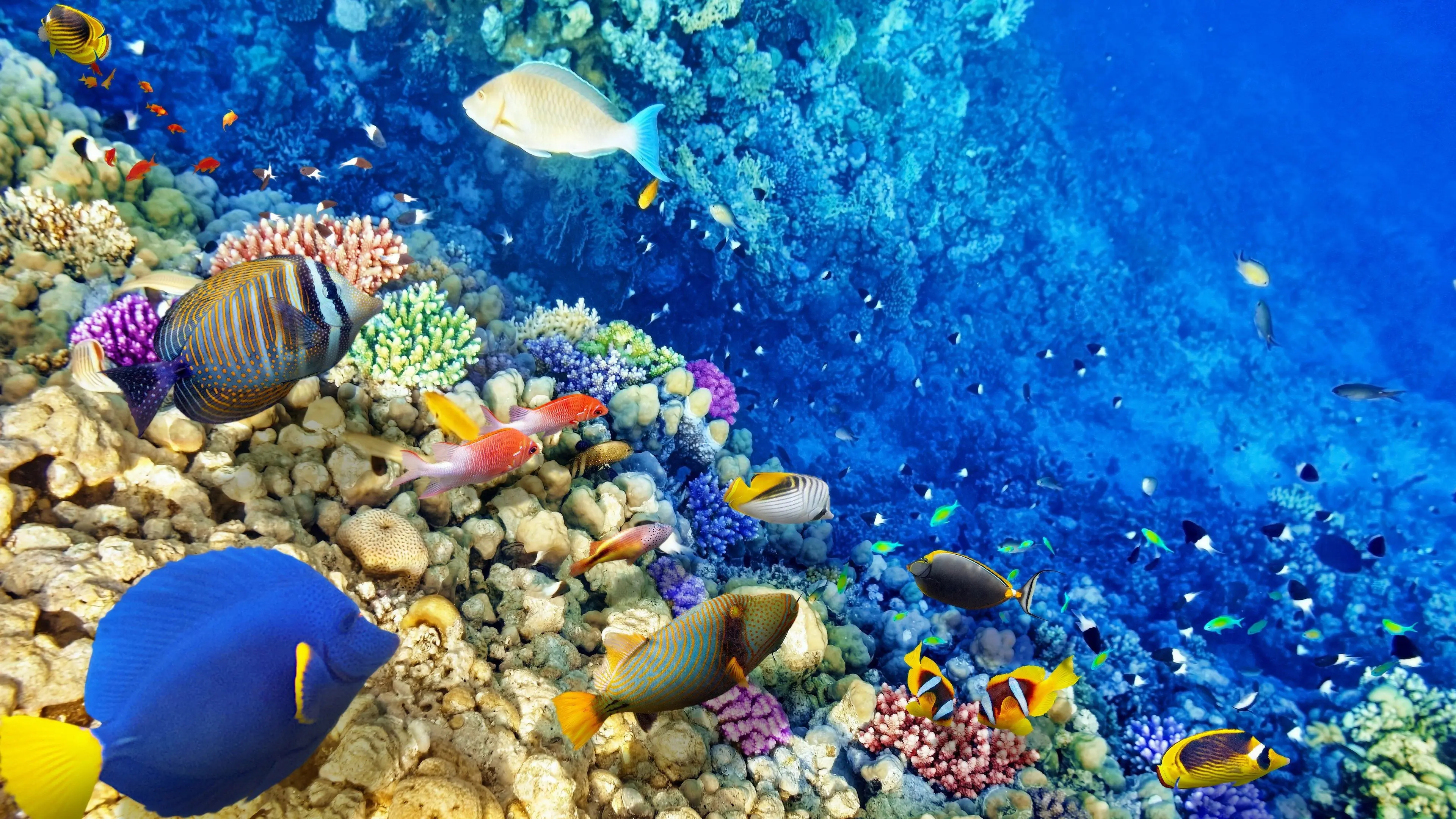 Secrets of the Great Barrier Reef backdrop